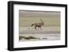 Lonely Oryx in the Etosha Pan Salt Desert-Circumnavigation-Framed Photographic Print