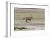 Lonely Oryx in the Etosha Pan Salt Desert-Circumnavigation-Framed Photographic Print