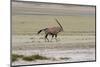 Lonely Oryx in the Etosha Pan Salt Desert-Circumnavigation-Mounted Photographic Print