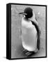 Lonely Penguin-null-Framed Stretched Canvas