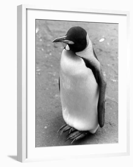 Lonely Penguin-null-Framed Photographic Print