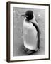 Lonely Penguin-null-Framed Photographic Print