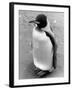 Lonely Penguin-null-Framed Photographic Print