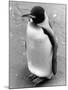 Lonely Penguin-null-Mounted Photographic Print