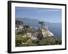 Lonely Pine on 17 Mile Drive Near Monterey, California, United States of America, North America-Donald Nausbaum-Framed Photographic Print