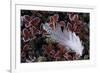 Lonely Plume-Wild Wonders of Europe-Framed Giclee Print