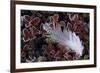 Lonely Plume-Wild Wonders of Europe-Framed Giclee Print