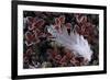Lonely Plume-Wild Wonders of Europe-Framed Giclee Print