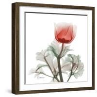 Lonely Poinciana Anemone-Albert Koetsier-Framed Art Print