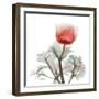 Lonely Poinciana Anemone-Albert Koetsier-Framed Art Print