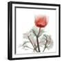 Lonely Poinciana Anemone-Albert Koetsier-Framed Art Print