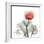 Lonely Poinciana Anemone-Albert Koetsier-Framed Art Print