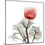 Lonely Poinciana Anemone-Albert Koetsier-Mounted Art Print