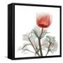 Lonely Poinciana Anemone-Albert Koetsier-Framed Stretched Canvas