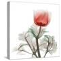 Lonely Poinciana Anemone-Albert Koetsier-Stretched Canvas