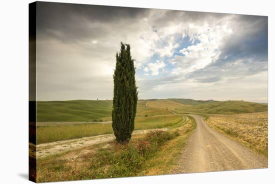 Lonely tree and asphalt road in the gentle green hills of Val d'Orcia, UNESCO World Heritage Site, -Roberto Moiola-Stretched Canvas