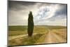 Lonely tree and asphalt road in the gentle green hills of Val d'Orcia, UNESCO World Heritage Site, -Roberto Moiola-Mounted Photographic Print