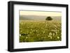 Lonely tree and flowers blooming on Mount Petrano in spring, Apennines, Marche-Lorenzo Mattei-Framed Photographic Print