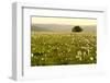 Lonely tree and flowers blooming on Mount Petrano in spring, Apennines, Marche-Lorenzo Mattei-Framed Photographic Print