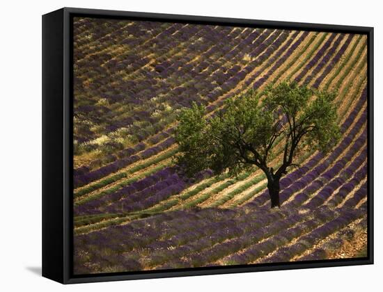 Lonely Tree in Lavender Field, Vaucluse, Haute Province, France-David Barnes-Framed Stretched Canvas