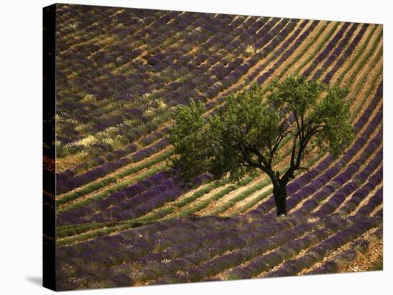 Lonely Tree in Lavender Field, Vaucluse, Haute Province, France-David Barnes-Stretched Canvas