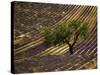 Lonely Tree in Lavender Field, Vaucluse, Haute Province, France-David Barnes-Stretched Canvas