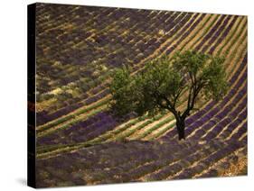 Lonely Tree in Lavender Field, Vaucluse, Haute Province, France-David Barnes-Stretched Canvas