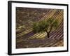 Lonely Tree in Lavender Field, Vaucluse, Haute Province, France-David Barnes-Framed Photographic Print