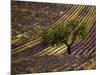 Lonely Tree in Lavender Field, Vaucluse, Haute Province, France-David Barnes-Mounted Photographic Print