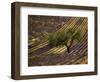 Lonely Tree in Lavender Field, Vaucluse, Haute Province, France-David Barnes-Framed Photographic Print