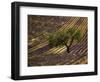 Lonely Tree in Lavender Field, Vaucluse, Haute Province, France-David Barnes-Framed Photographic Print