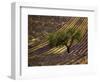 Lonely Tree in Lavender Field, Vaucluse, Haute Province, France-David Barnes-Framed Photographic Print