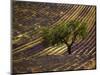 Lonely Tree in Lavender Field, Vaucluse, Haute Province, France-David Barnes-Mounted Photographic Print