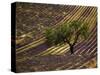 Lonely Tree in Lavender Field, Vaucluse, Haute Province, France-David Barnes-Stretched Canvas