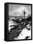 Lonely Tree in Rannoch Moor, Scotland, UK-Nadia Isakova-Framed Stretched Canvas