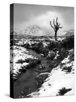 Lonely Tree in Rannoch Moor, Scotland, UK-Nadia Isakova-Stretched Canvas