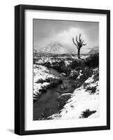 Lonely Tree in Rannoch Moor, Scotland, UK-Nadia Isakova-Framed Photographic Print