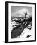 Lonely Tree in Rannoch Moor, Scotland, UK-Nadia Isakova-Framed Photographic Print