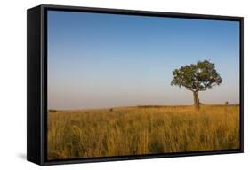 Lonely Tree in the Savannah of the Murchison Falls National Park, Uganda, East Africa, Africa-Michael Runkel-Framed Stretched Canvas