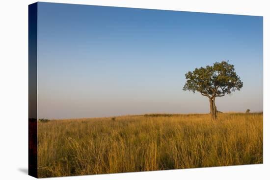 Lonely Tree in the Savannah of the Murchison Falls National Park, Uganda, East Africa, Africa-Michael Runkel-Stretched Canvas