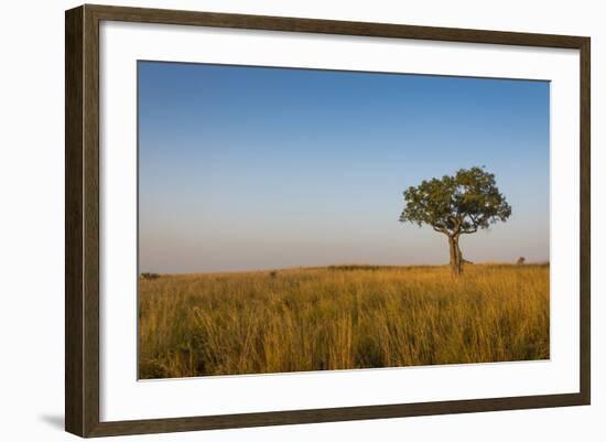 Lonely Tree in the Savannah of the Murchison Falls National Park, Uganda, East Africa, Africa-Michael Runkel-Framed Photographic Print