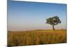 Lonely Tree in the Savannah of the Murchison Falls National Park, Uganda, East Africa, Africa-Michael Runkel-Mounted Photographic Print