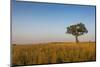 Lonely Tree in the Savannah of the Murchison Falls National Park, Uganda, East Africa, Africa-Michael Runkel-Mounted Photographic Print