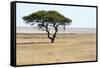 Lonely Tree Landscape-Grobler du Preez-Framed Stretched Canvas