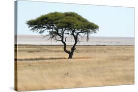 Lonely Tree Landscape-Grobler du Preez-Stretched Canvas