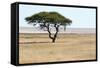 Lonely Tree Landscape-Grobler du Preez-Framed Stretched Canvas