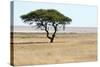 Lonely Tree Landscape-Grobler du Preez-Stretched Canvas