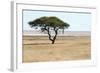 Lonely Tree Landscape-Grobler du Preez-Framed Photographic Print