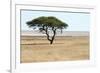 Lonely Tree Landscape-Grobler du Preez-Framed Photographic Print