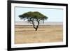 Lonely Tree Landscape-Grobler du Preez-Framed Photographic Print